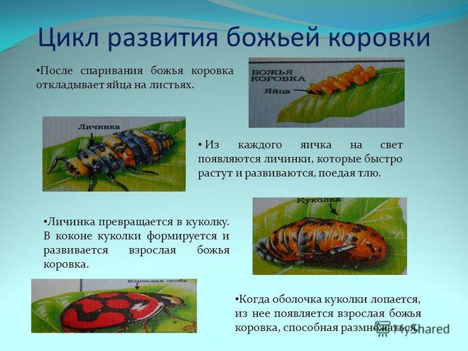 Как развивается божья коровка