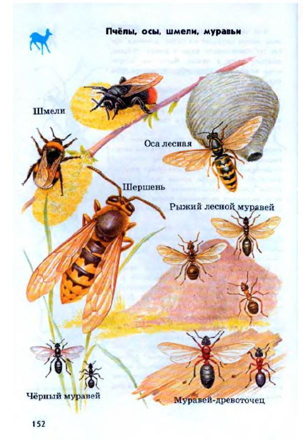 Насекомое пчела 2 класс. Атлас определитель жалящие насекомые 2 класс. Атлас определитель насекомые 2 класс. Атлас-определитель 2 класс насекомые пчела. Жалящие насекомые 2 класс окружающий мир атлас определитель от земли.