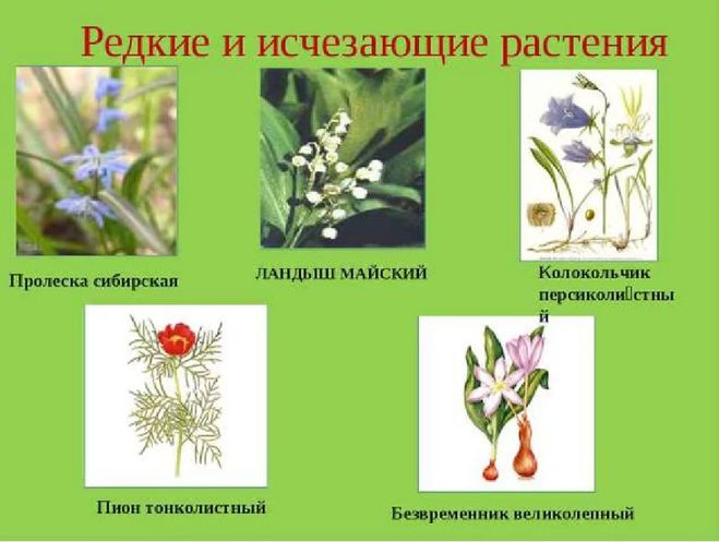 Картинки исчезающих растений