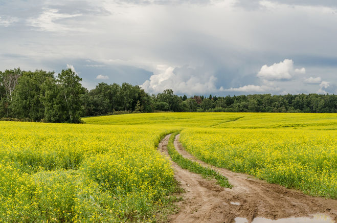 Через поле 3