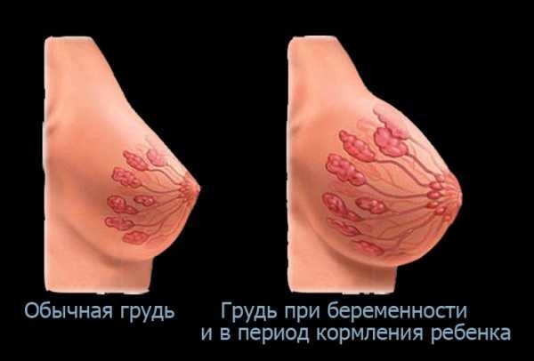 был на сколько может увеличиваться сосок при возбуждении люся