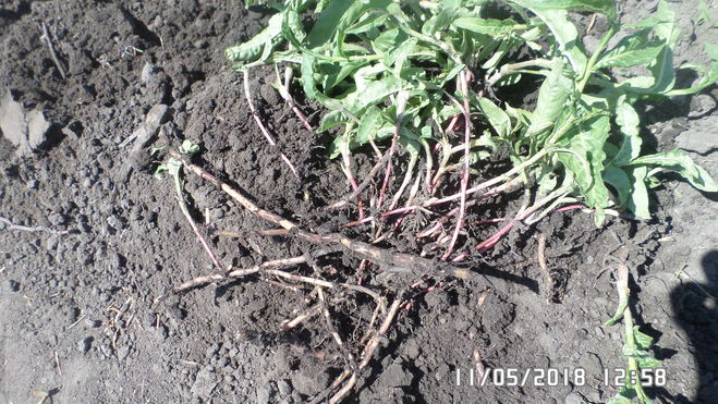Трава красный корень фото сорняк