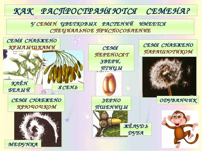 Семена растений класса. Как распространяются семена растений. Размножение семян и плодов. Растения которые размножаются с помощью ветра. Размножение растений плодами.